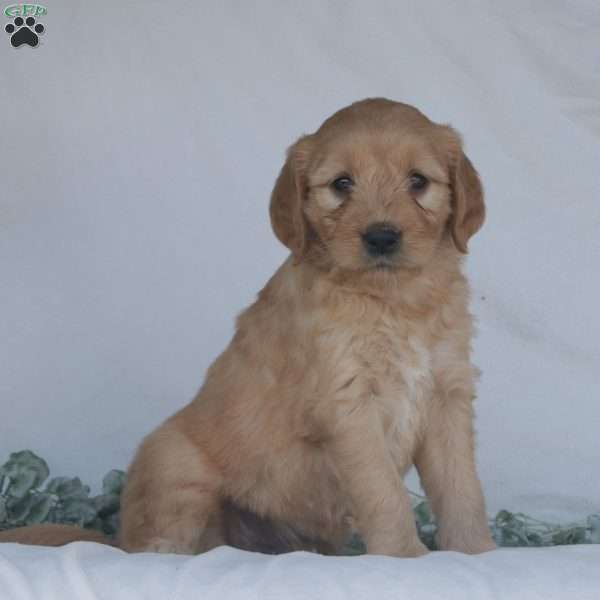 Flash, Goldendoodle Puppy